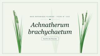 Planche botanique stylisée d’Achnatherum brachychaetum, famille des Poacées