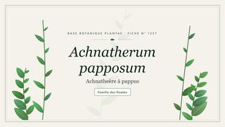 Planche botanique stylisée d’Achnatherum papposum (Achnatheère à pappus), famille des Poaées