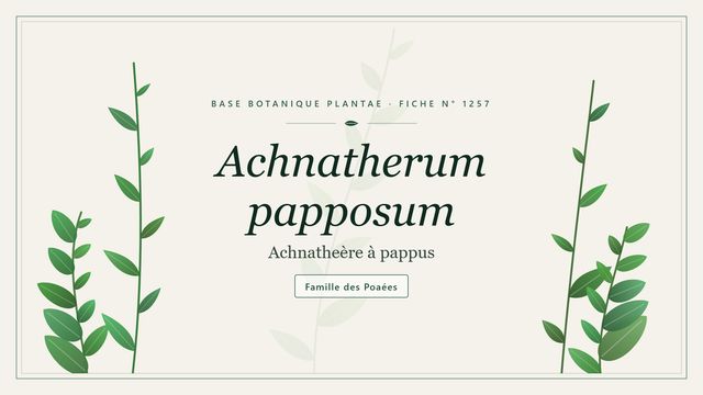 Achnatherum papposum : notre analyse Planche botanique stylisée d’Achnatherum papposum (Achnatheère à pappus), famille des Poaées