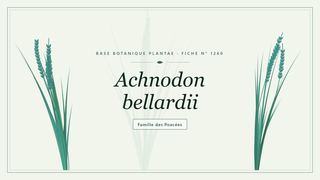 Planche botanique stylisée d’Achnodon bellardii, famille des Poacées