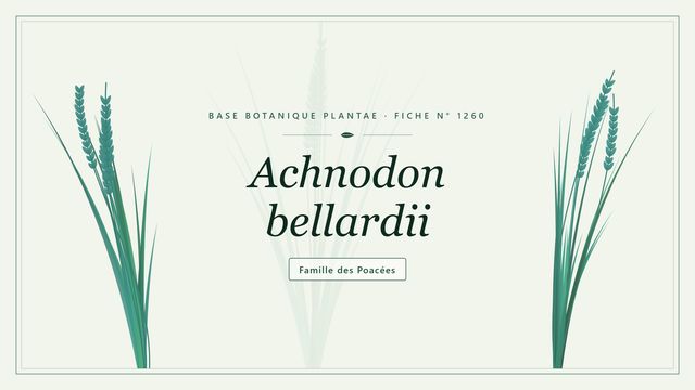Achnodon bellardii : conseils et analyse Planche botanique stylisée d’Achnodon bellardii, famille des Poacées