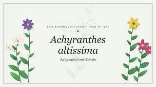 Planche botanique stylisée d’Achyranthes altissima (Achyrante très élevée)