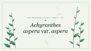 Planche botanique stylisée d’Achyranthes aspera var. aspera