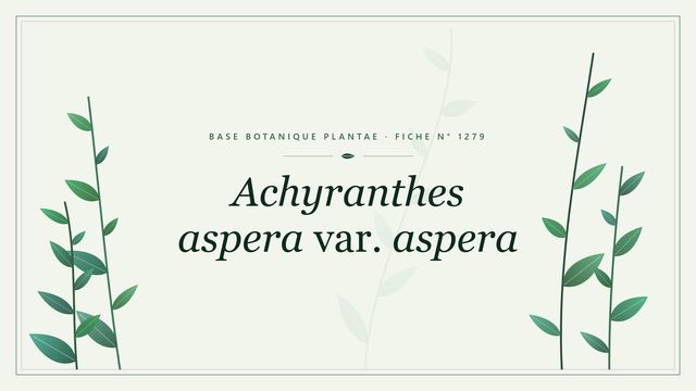 Achyranthes aspera var. aspera : fiche descriptive et taxonomie Planche botanique stylisée d’Achyranthes aspera var. aspera