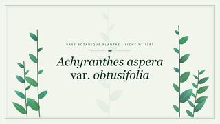 Planche botanique stylisée d’Achyranthes aspera var. obtusifolia