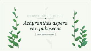 Planche botanique stylisée d’Achyranthes aspera var. pubescens, famille des Amaranthacées