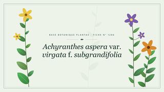 Planche botanique stylisée d’Achyranthes aspera var. virgata f. subgrandifolia