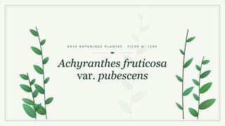Planche botanique stylisée d’Achyranthes fruticosa var. pubescens