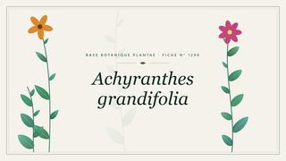 Planche botanique stylisée d’Achyranthes grandifolia
