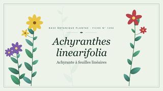 Planche botanique stylisée d’Achyranthes linearifolia (Achyrante à feuilles linéaires)