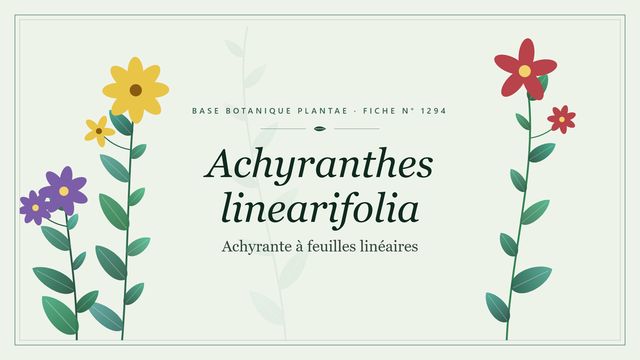 Achyranthes linearifolia : l'essentiel Planche botanique stylisée d’Achyranthes linearifolia (Achyrante à feuilles linéaires)