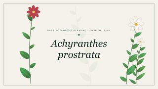 Planche botanique stylisée d’Achyranthes prostrata