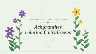 Planche botanique stylisée d’Achyranthes velutina f. viridiscens