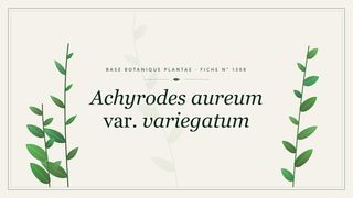 Planche botanique stylisée d’Achyrodes aureum var. variegatum