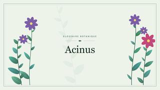 Illustration botanique stylisée du terme « Acinus » du glossaire