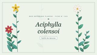 Planche botanique stylisée d’Aciphylla colensoi, famille des Apiaceae