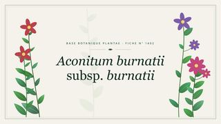 Planche botanique stylisée d’Aconitum burnatii subsp. burnatii