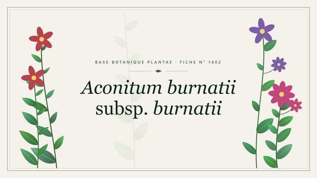 Aconitum burnatii subsp. burnatii : fiche descriptive et taxonomie Planche botanique stylisée d’Aconitum burnatii subsp. burnatii