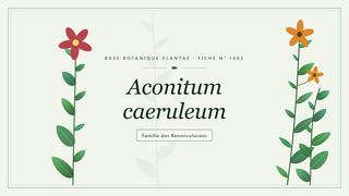 Planche botanique stylisée d’Aconitum caeruleum, famille des Renonculacées