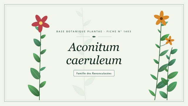 Aconitum caeruleum : ce qu'il faut savoir Planche botanique stylisée d’Aconitum caeruleum, famille des Renonculacées