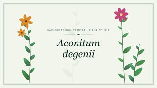 Planche botanique stylisée d’Aconitum degenii