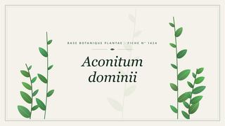 Planche botanique stylisée d’Aconitum dominii