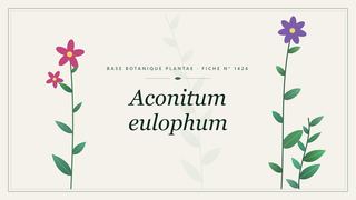 Planche botanique stylisée d’Aconitum eulophum