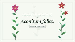 Planche botanique stylisée d’Aconitum fallax, famille des Ranunculaceae