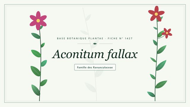 Aconitum fallax : tout comprendre Planche botanique stylisée d’Aconitum fallax, famille des Ranunculaceae