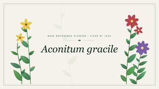 Planche botanique stylisée d’Aconitum gracile