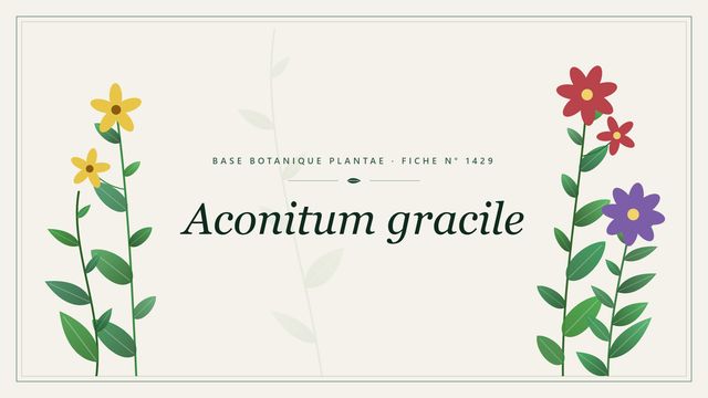 Aconitum gracile : fiche descriptive et taxonomie Planche botanique stylisée d’Aconitum gracile