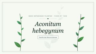 Planche botanique stylisée d’Aconitum hebegynum, famille des Ranunculaceae