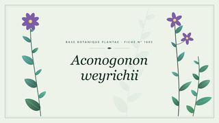Planche botanique stylisée d’Aconogonon weyrichii