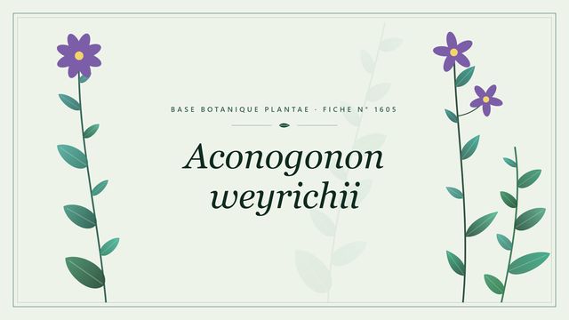 Aconogonon weyrichii : fiche descriptive et taxonomie Planche botanique stylisée d’Aconogonon weyrichii