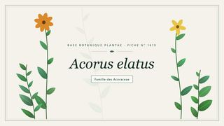 Planche botanique stylisée d’Acorus elatus, famille des Acoraceae