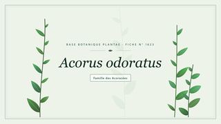 Planche botanique stylisée d’Acorus odoratus, famille des Acoracées
