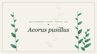 Planche botanique stylisée d’Acorus pusillus
