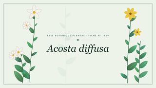 Planche botanique stylisée d’Acosta diffusa