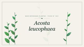 Planche botanique stylisée d’Acosta leucophaea