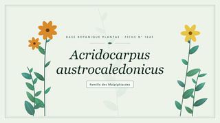 Planche botanique stylisée d’Acridocarpus austrocaledonicus, famille des Malpighiacées
