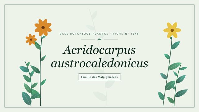 Acridocarpus austrocaledonicus : les bases Planche botanique stylisée d’Acridocarpus austrocaledonicus, famille des Malpighiacées