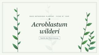 Planche botanique stylisée d’Acroblastum wilderi, famille des Pilotrichaceae