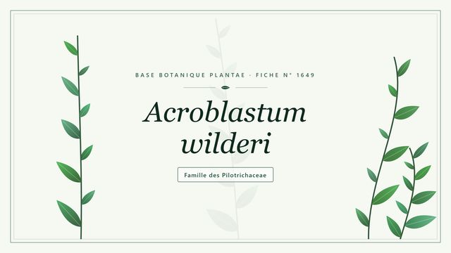 Acroblastum wilderi : notre analyse Planche botanique stylisée d’Acroblastum wilderi, famille des Pilotrichaceae