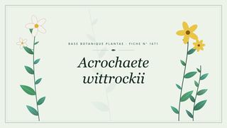 Planche botanique stylisée d’Acrochaete wittrockii