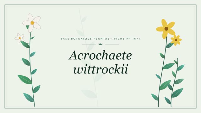 Acrochaete wittrockii : fiche descriptive et taxonomie Planche botanique stylisée d’Acrochaete wittrockii