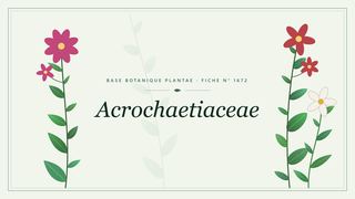 Planche botanique stylisée d’Acrochaetiaceae