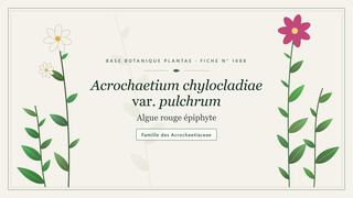 Planche botanique stylisée d’Acrochaetium chylocladiae var. pulchrum (Algue rouge épiphyte), famille des Acrochaetiaceae