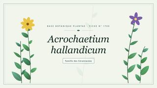 Planche botanique stylisée d’Acrochaetium hallandicum, famille des Céramiacées
