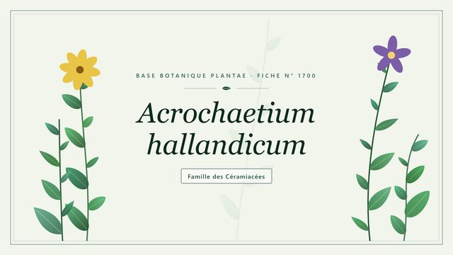 Acrochaetium hallandicum : tout comprendre Planche botanique stylisée d’Acrochaetium hallandicum, famille des Céramiacées