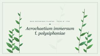 Planche botanique stylisée d’Acrochaetium immersum f. polysiphoniae